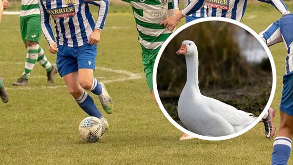 A peculiar incident involving goose droppings led to the last-minute suspension of a football match between West Allotment Celtic and Seaham