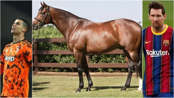 This retired champion animal has acquired an incredible value because his DNA is claimed in the best stud farms in the world.