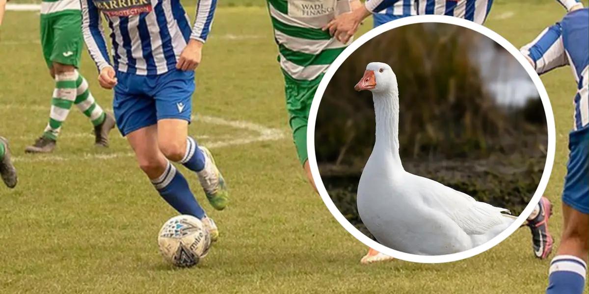 A peculiar incident involving goose droppings led to the last-minute suspension of a football match between West Allotment Celtic and Seaham