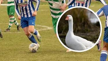A peculiar incident involving goose droppings led to the last-minute suspension of a football match between West Allotment Celtic and Seaham