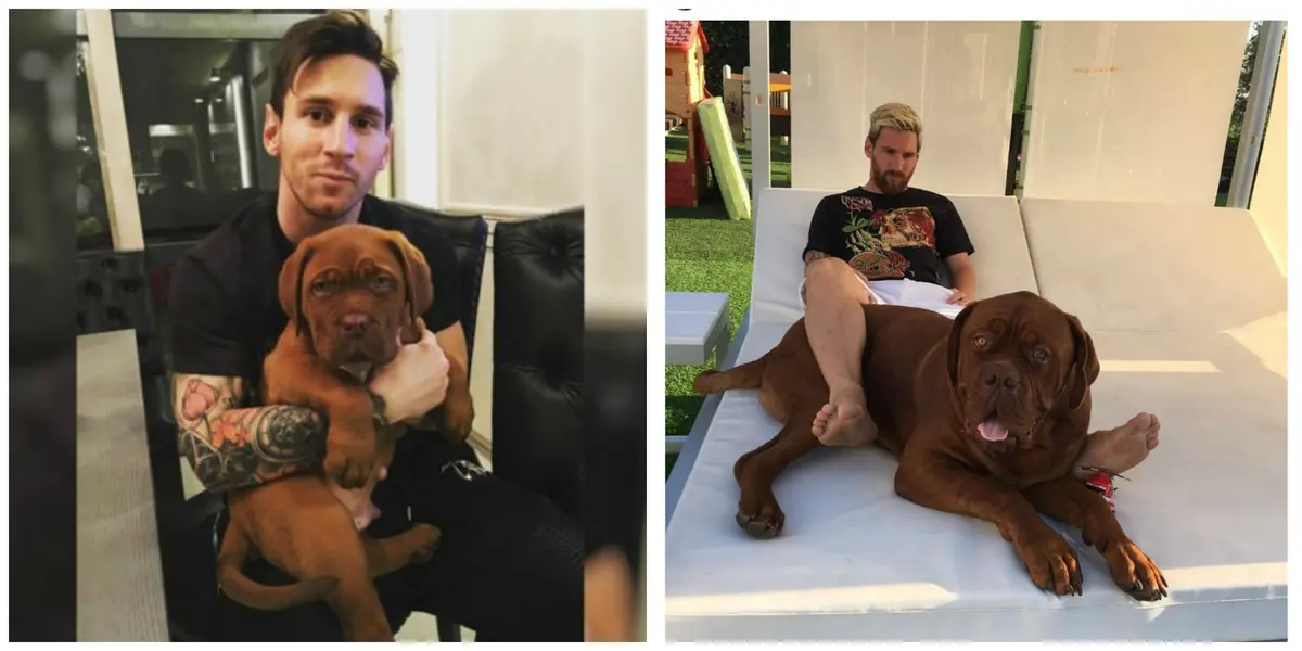 Lionel Messi's dog is just another son. At least, this is how it is shown on social networks. How much does it cost, and what did they do with it since they arrived in Paris?